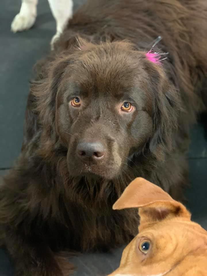 Doggo